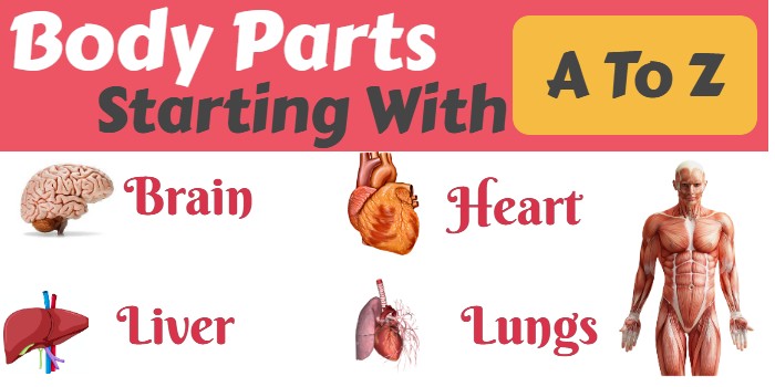 Body Parts Starting With A To Z