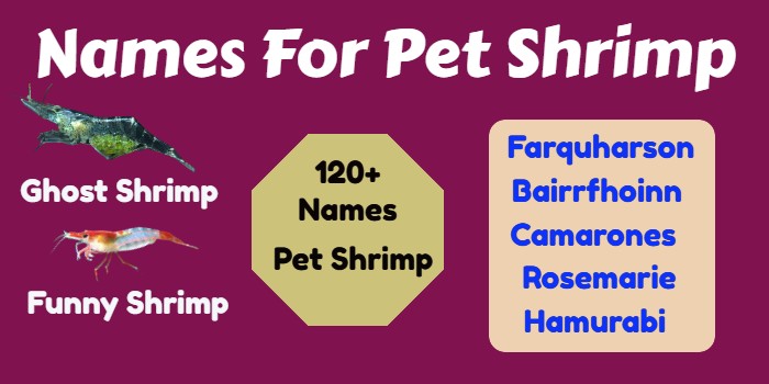 120+Names For Pet Shrimp