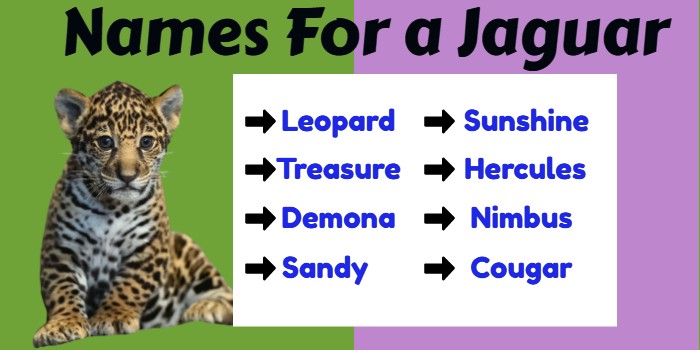 Names For a Jaguar