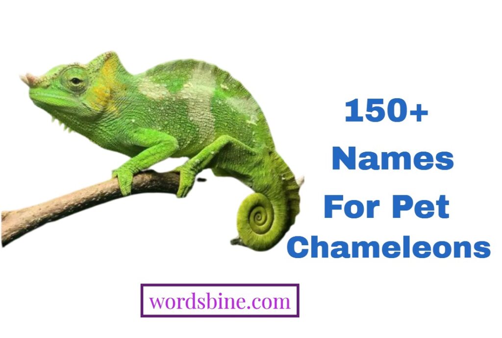 150+ Names For Pet Chameleons
