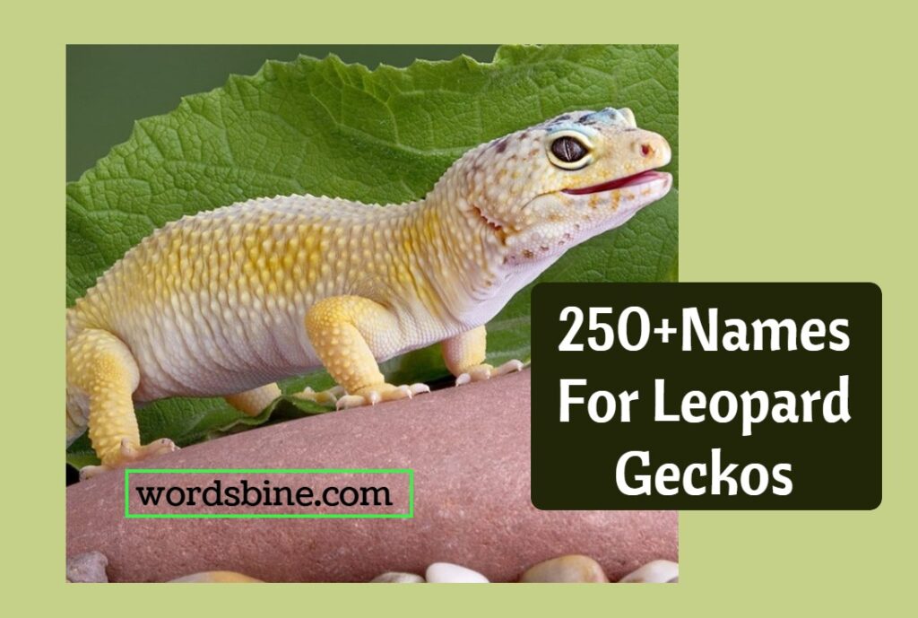 250+Names For Leopard Geckos