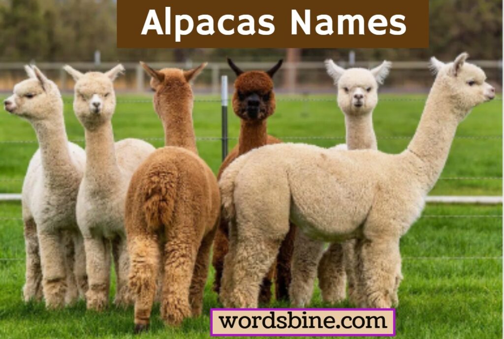 Alpacas Names