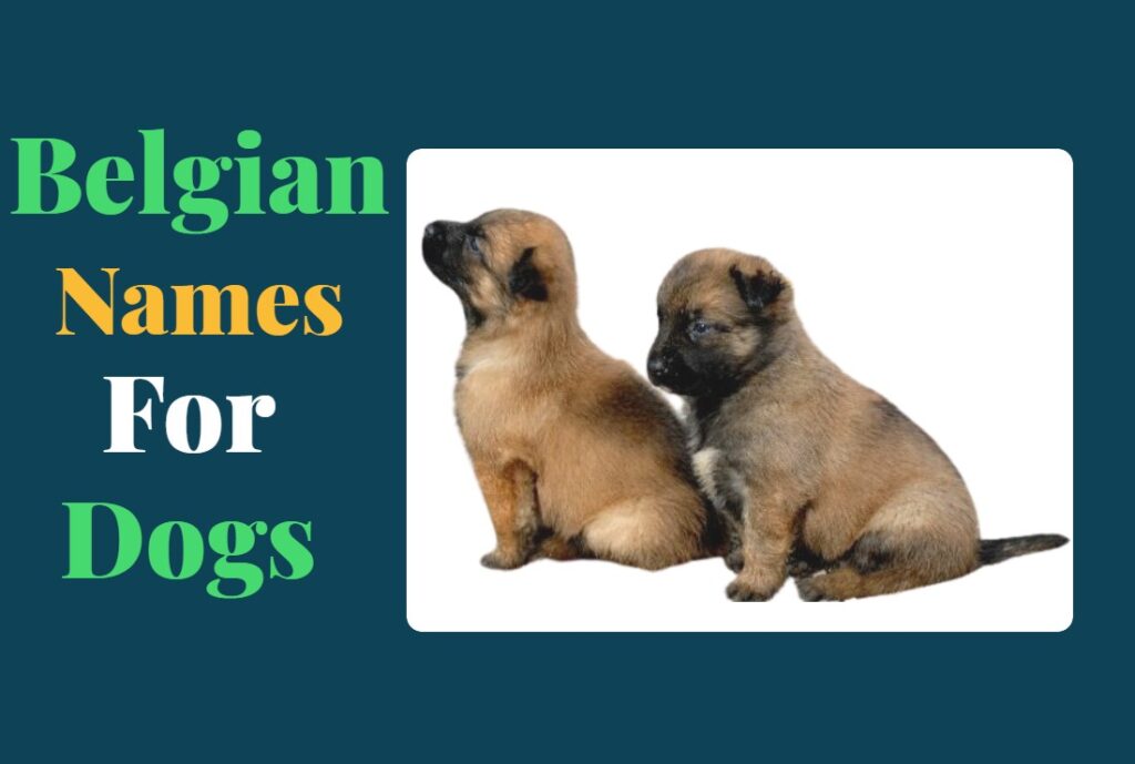 Belgian Names For Dogs