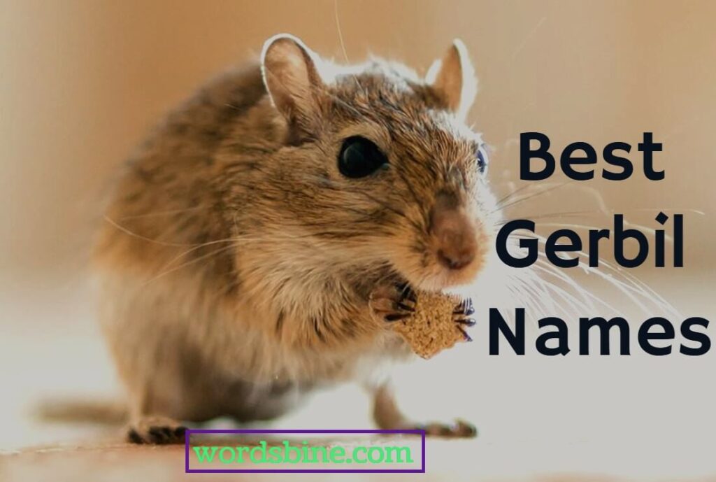 Best Gerbil Names