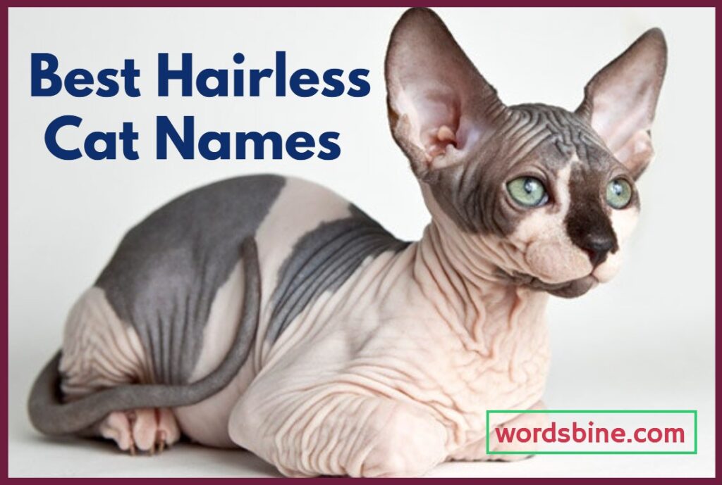 Best Hairless Cat Names