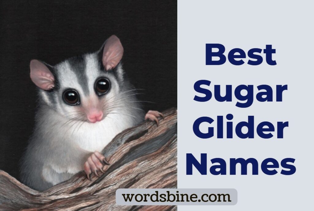 Best Sugar Glider Names