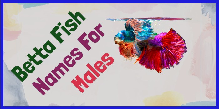 Betta Fish Names For Males