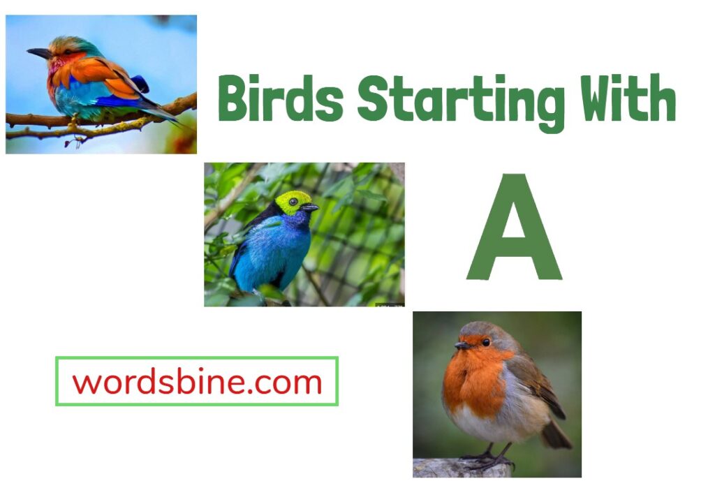 Birds Starting With A