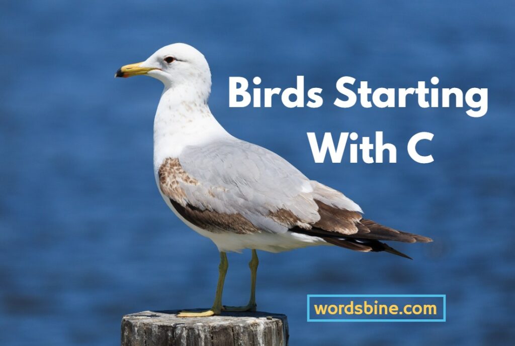 Birds Starting With C