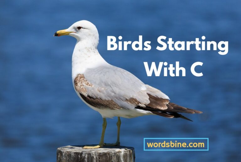 birds-starting-with-c-ideal-birds-names