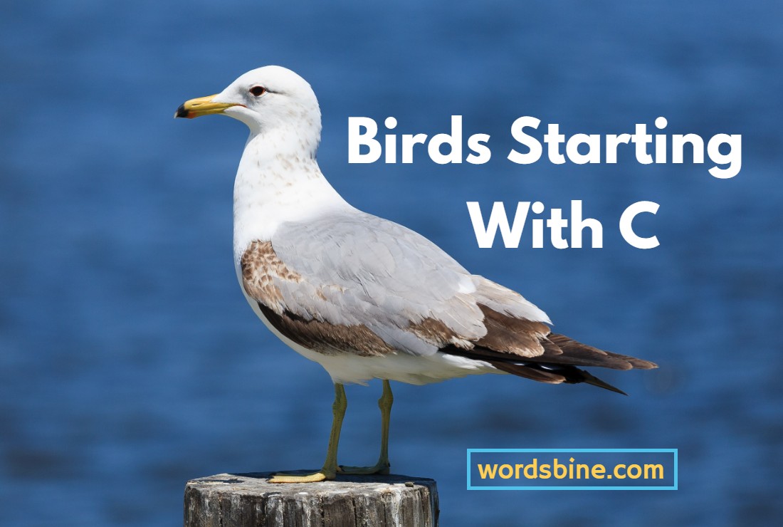 birds-starting-with-c-ideal-birds-names