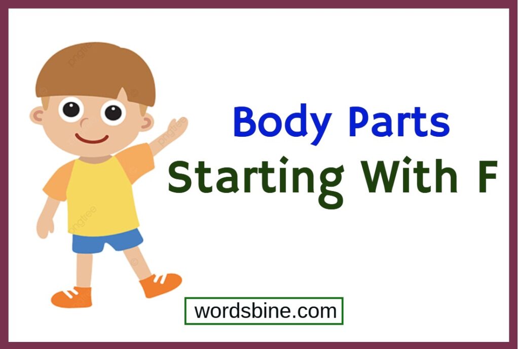 Body Parts Starting With F