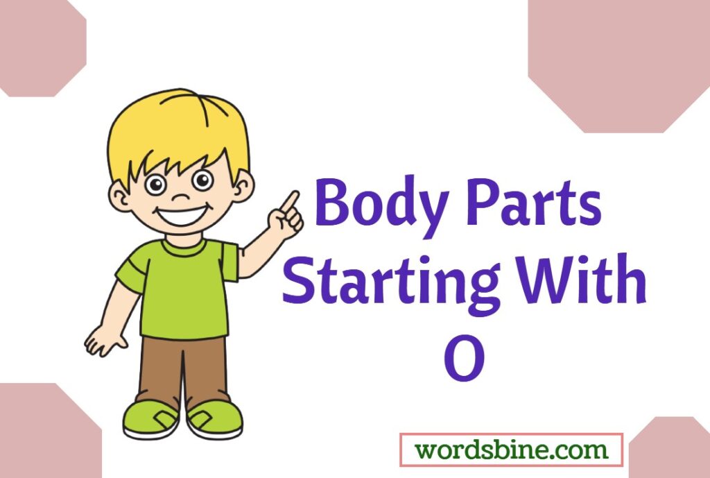 Body Parts Starting With O