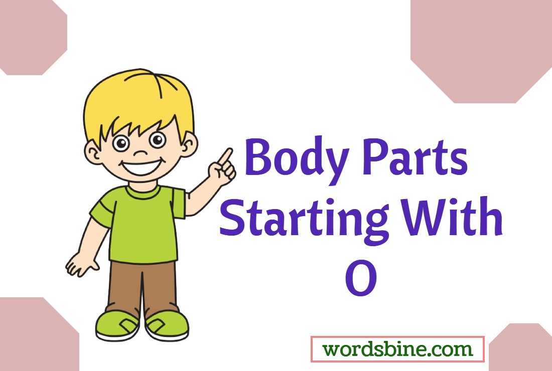 Body Parts Starting With O - Learn Top List