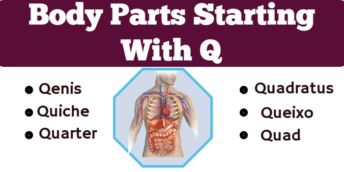 Body Parts Starting With Q