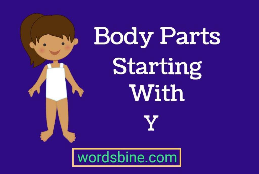 Body Parts Starting With Y