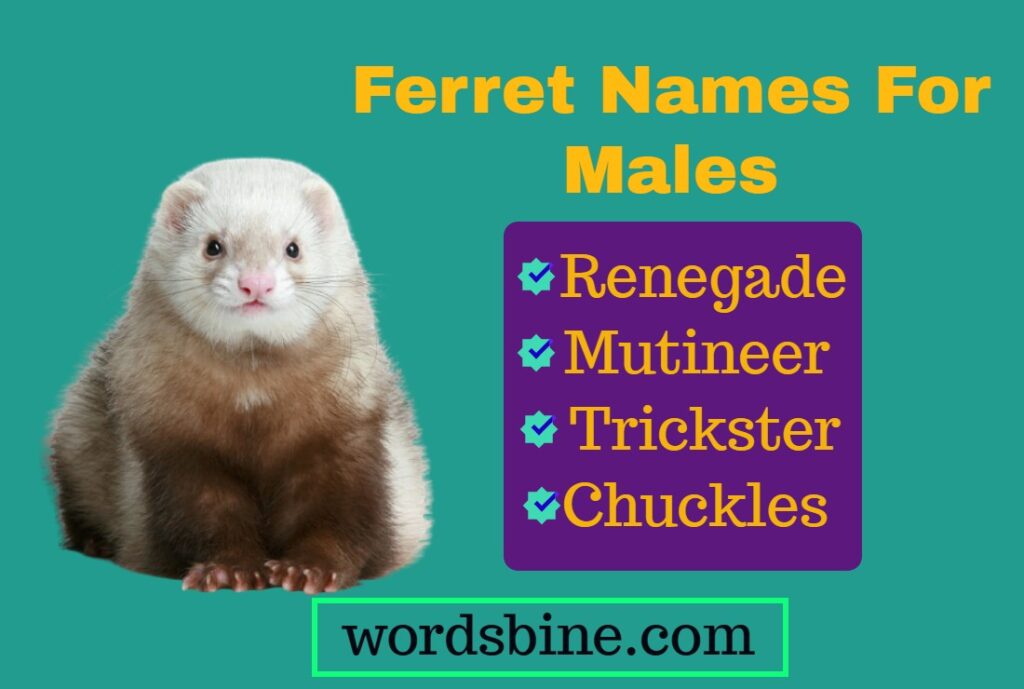 Ferret Names For Males