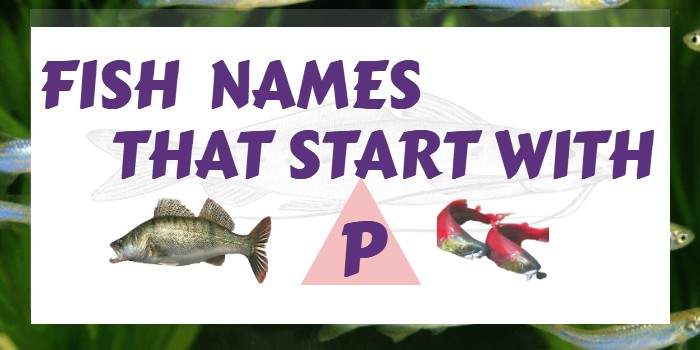 Fish Names That Start With P