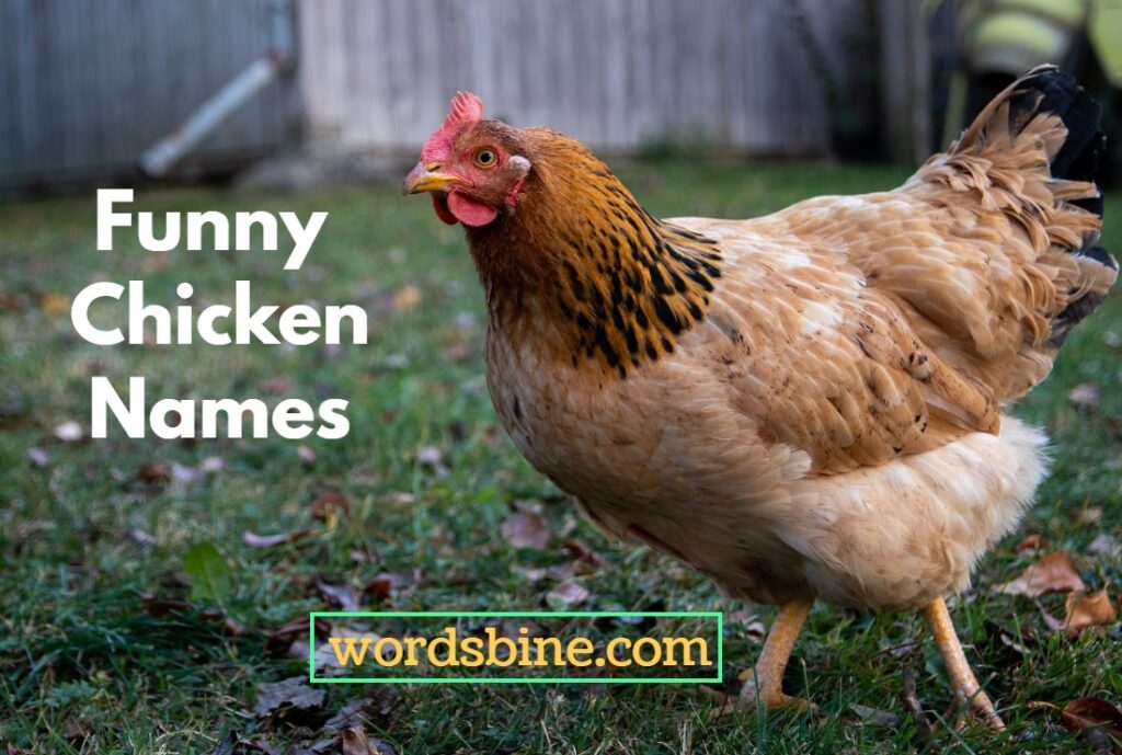 Funny Chicken Names