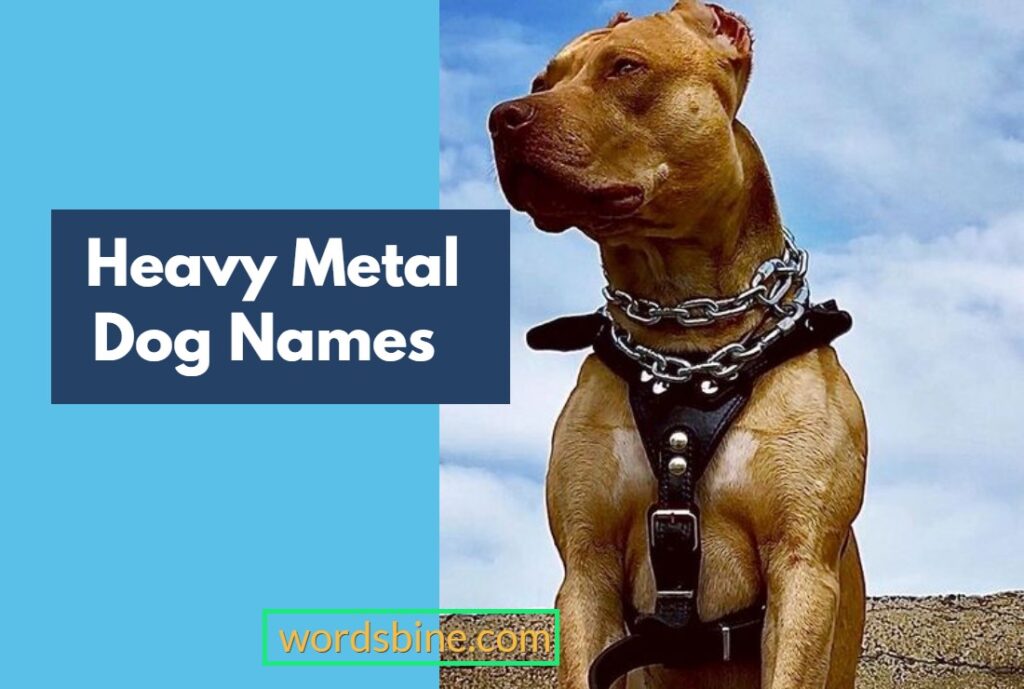 Heavy Metal Dog Names