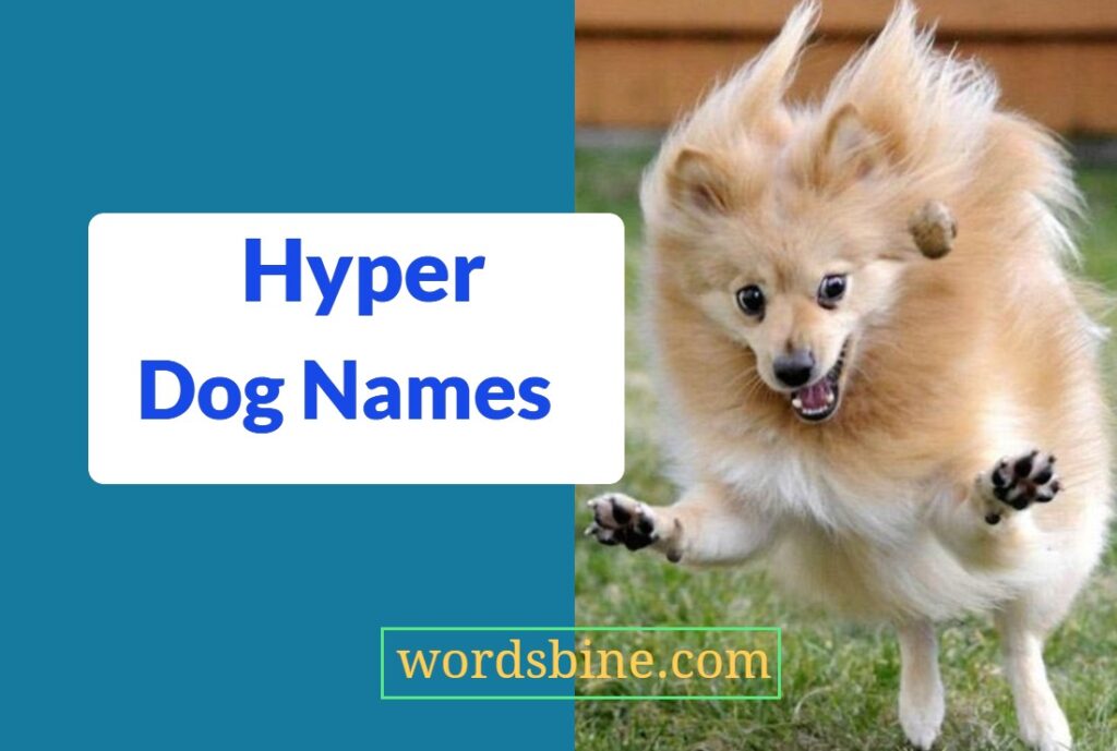 Hyper Dog Names