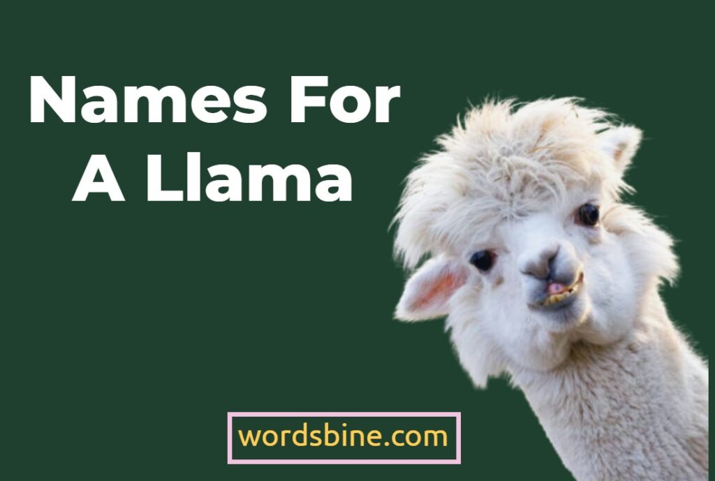 Names For A Llama
