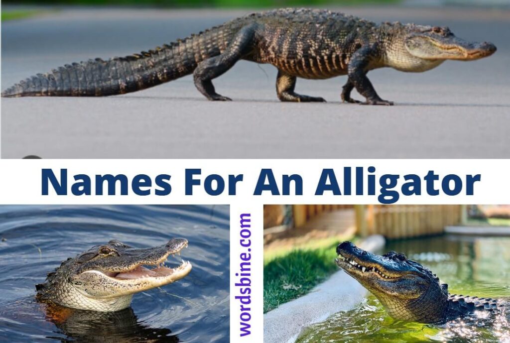 Names For An Alligator