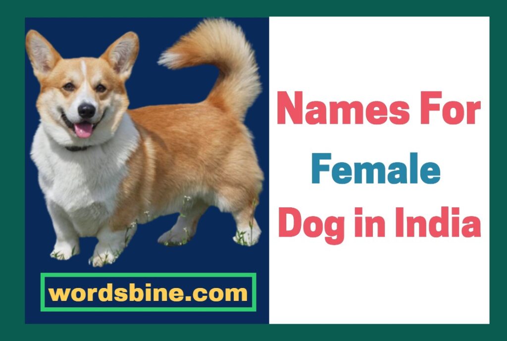 Names For Female Dog in India