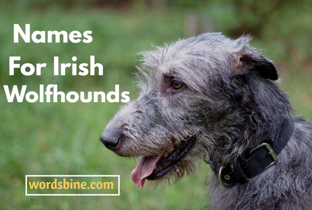 Names For Irish Wolfhounds