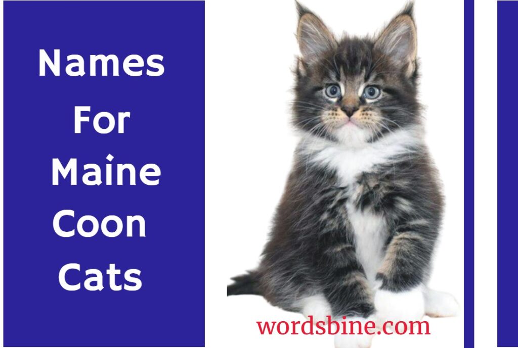 Names For Maine Coon Cats