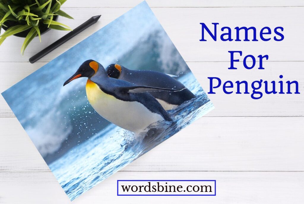 Names For Penguin