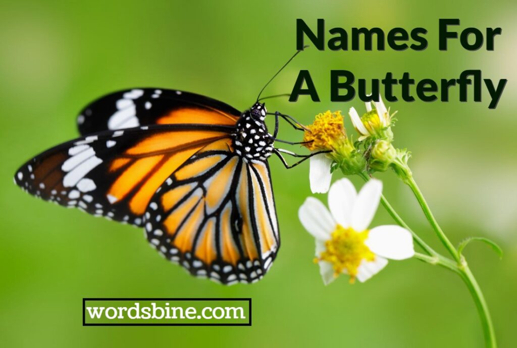 Good Names For A Butterfly In Adopt Me