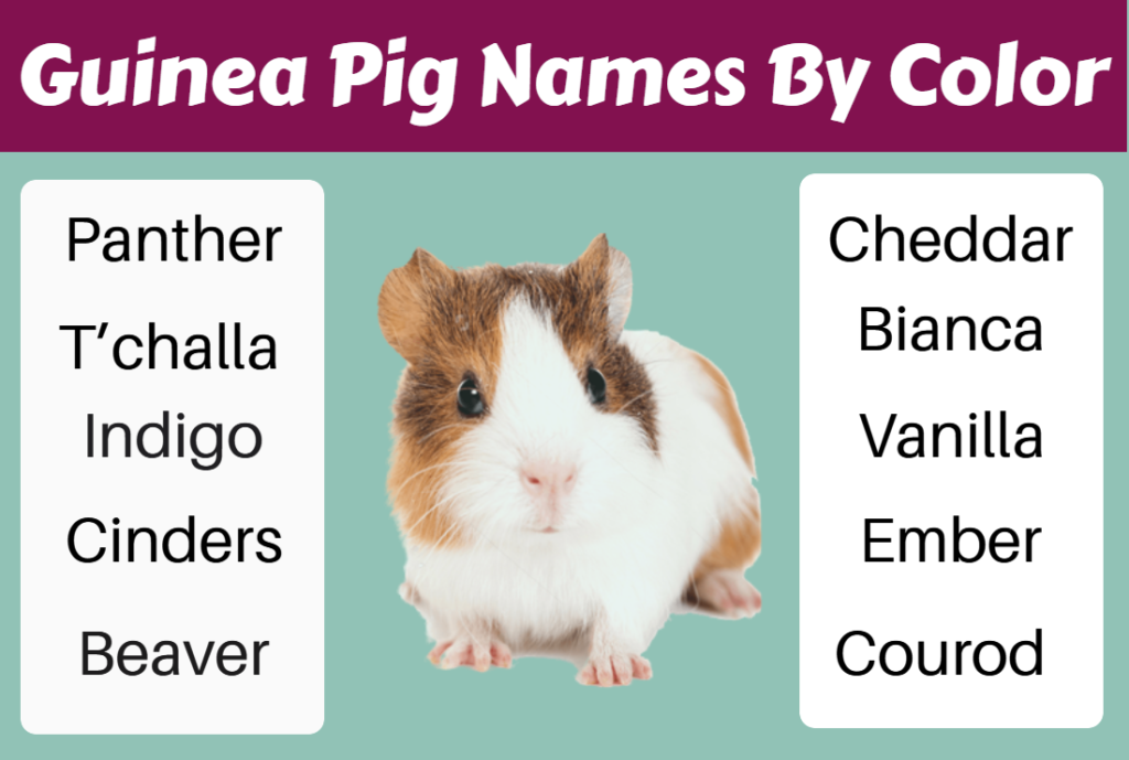 Guinea Pig Names By Color