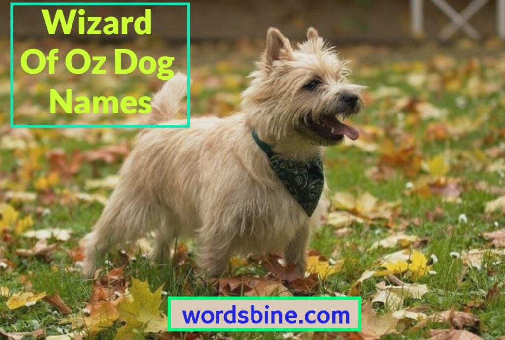 Wizard Of Oz Dog Names