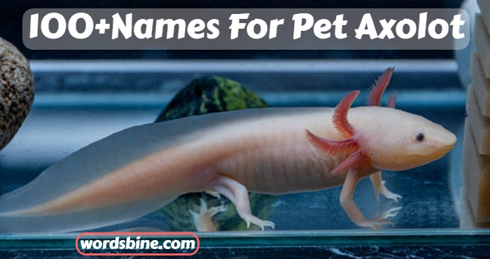 100+Names For Pet Axolot