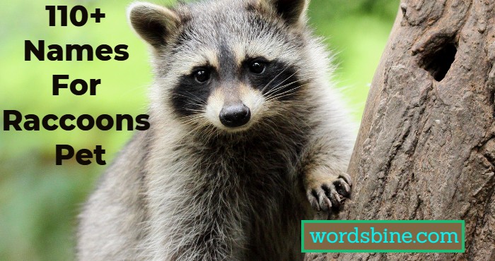 110+Names For Raccoons Pet