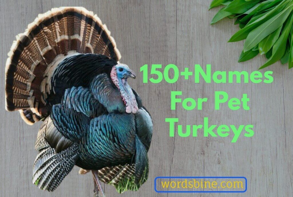 150+Names For Pet Turkeys