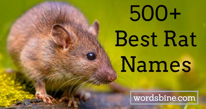 500+ Best Rat Names