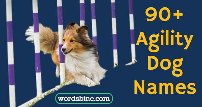 90+ Agility Dog Names