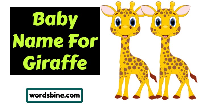 Baby Name For Giraffe