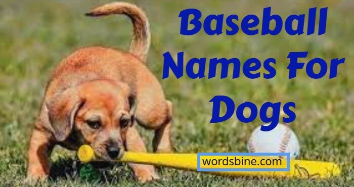 Baseball Names For Dogs