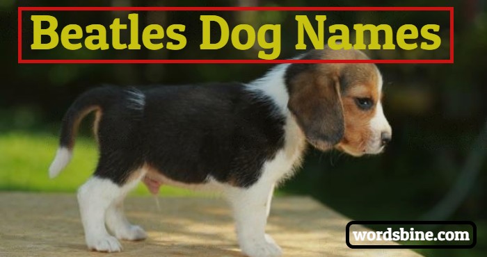 Beatles Dog Names