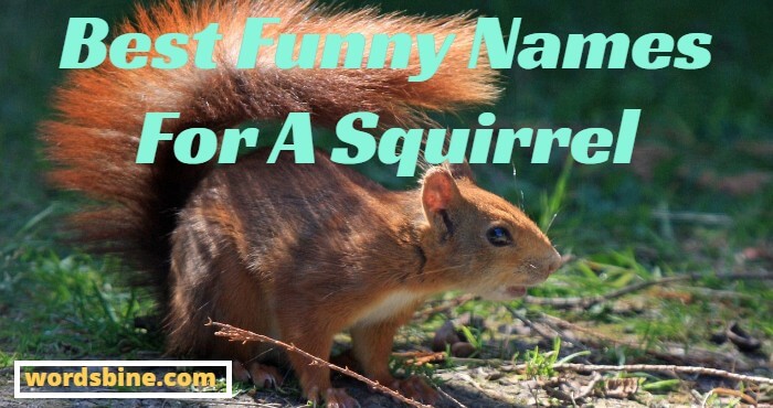 Best Funny Names For A Squirrel