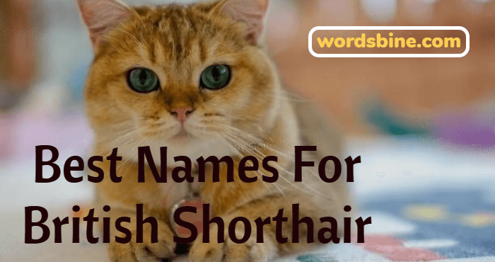 Best Names For British Shorthair