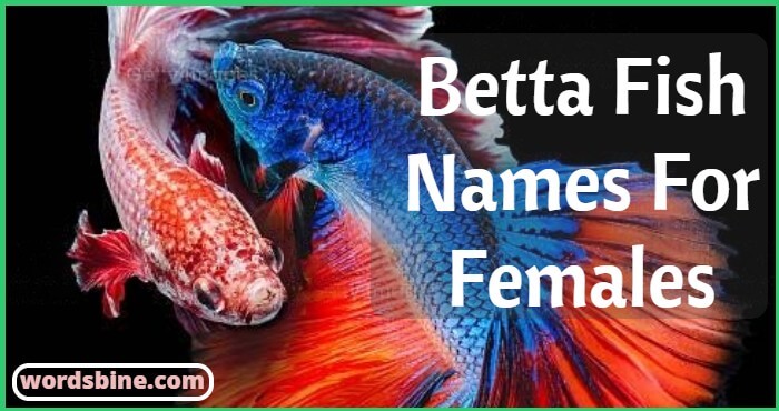 Betta Fish Names For Females