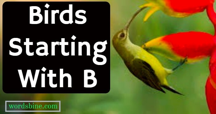 Birds Starting With B