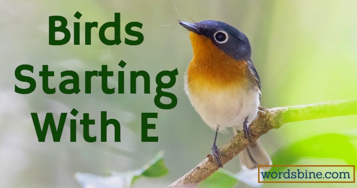 Birds Starting With E