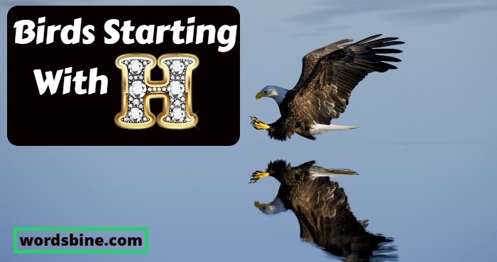 Birds Starting With H