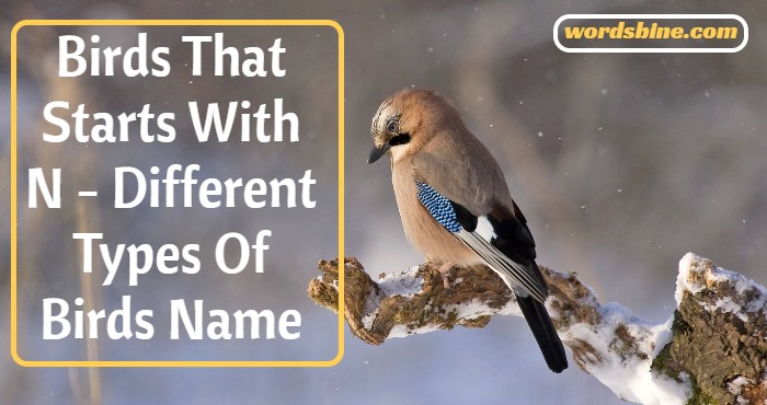 Birds That Starts With N - Different Types Of Birds Name