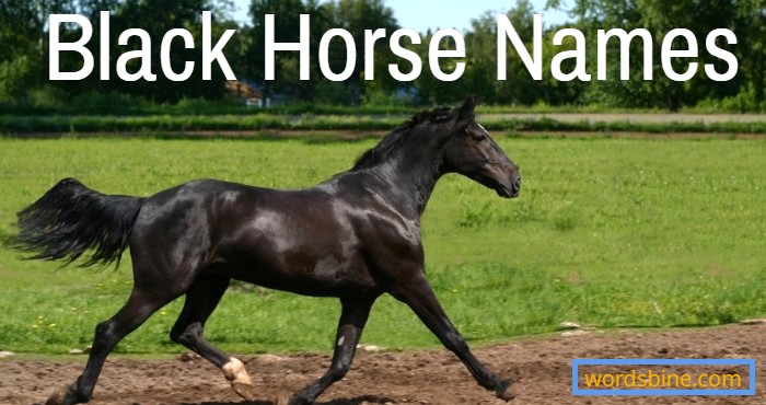 Black Horse Names